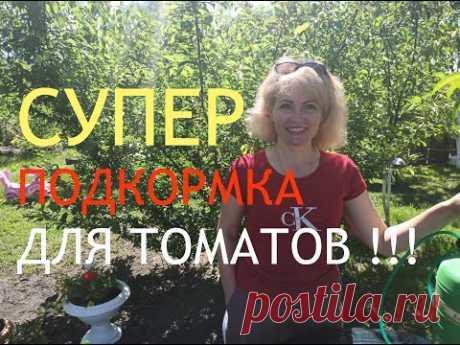 ТОМАТЫ. Подкормка томатов. Чем подкормить помидоры. Как вырастить богатый урожай помидор