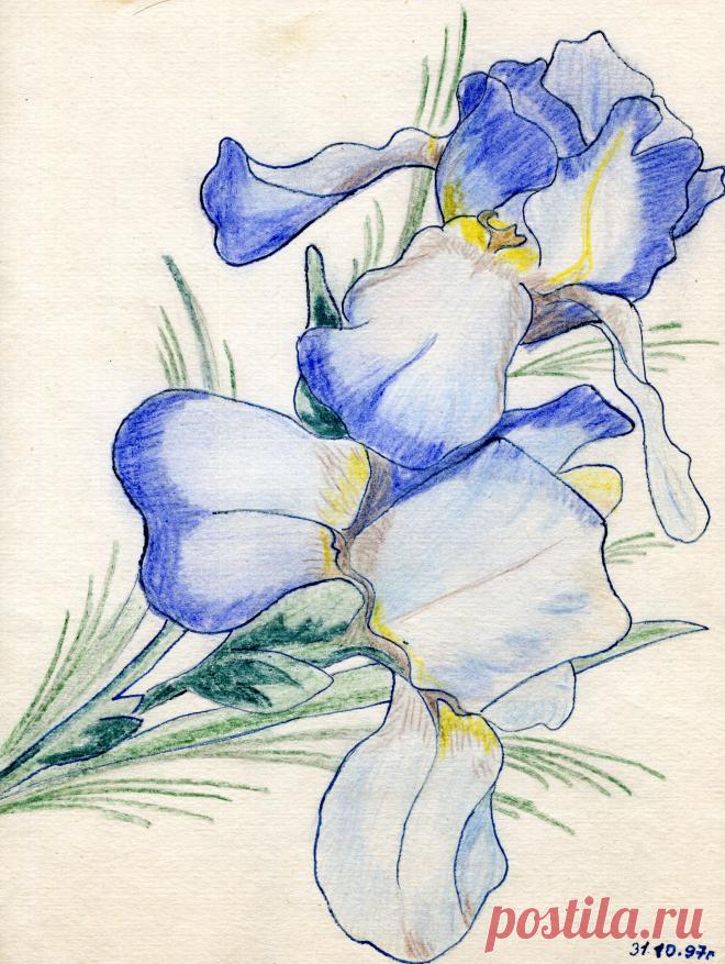 ирисы