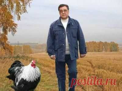 Аман Тулеев направит 75 тысяч кур-несушек в семьи Кузбасса | Внешнеэкономические связи