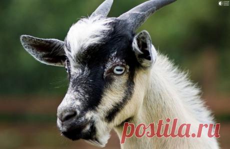 Обморочные козы Обморочные козы или по-научному  - миотоническими козы — довольно редкая американская порода, известная с конца XIX века, а в 1980-х годах чуть было не исчезла совсем. Впервые обморочные козы появились в 1880 году в Теннеси.Козы эти славятся своим редким генетическим заболеванием —...