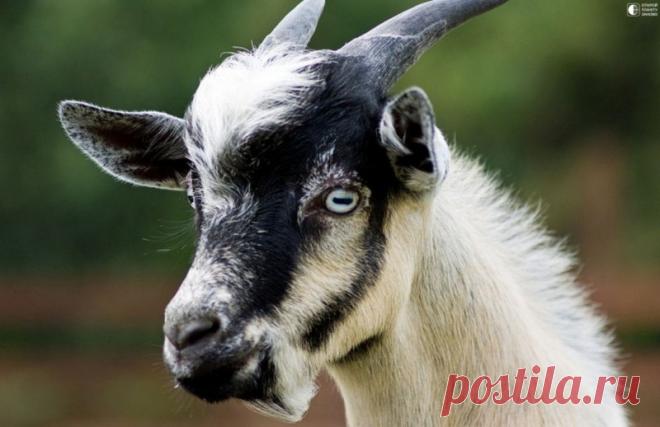 Обморочные козы Обморочные козы или по-научному  - миотоническими козы — довольно редкая американская порода, известная с конца XIX века, а в 1980-х годах чуть было не исчезла совсем. Впервые обморочные козы появились в 1880 году в Теннеси.Козы эти славятся своим редким генетическим заболеванием —...