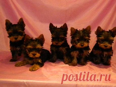 Наш питомник официально зарегистрирован в системе РКФ (Российская Кинологическая Федерация) и FCI (Международная Кинологическая Федерация). Мы профессионально занимаемся племенной работой и разведением собачек ..............декоративных пород . ПРОДАЖА ЩЕНКОВ В ТОЛЬЯТТИ 🌴🌴ЙОРКШИРСКИЙ ТЕРЬЕР . РАЗМЕРЫ ЩЕНКОВ - СУПЕР МИНИ .- МИНИ .- МЕЛКИЙ СТАНДАРТ .- СТАНДАРТ . -.🌴🌴.........ТОЙ ПУДЕЛЬ И КАРЛИКОВЫЙ ПУДЕЛЬ . СЕРЕБРИСТОГО ОКРАССА . 🌴🌴......ЦВЕРГ ШПИЦ - РЫЖИЕ - КРЕМОВЫЕ . - БЕЛЫЕ . 🌴🌴......... В пито