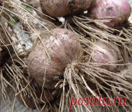 Чеснок яровой и озимый. Когда убирать
