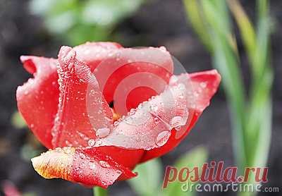 Stock Photos, Royalty-Free Images & Video Footage By Dreamstime Stock Photography