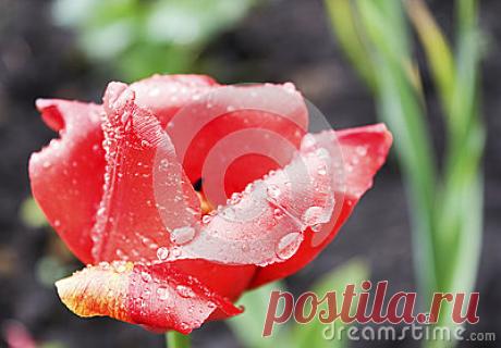 Stock Photos, Royalty-Free Images & Video Footage By Dreamstime Stock Photography