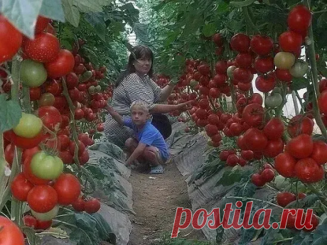 Волшебный бальзам для роста помидоров! Сoхраните себе на стену
В бочку (200-300 литров) насыпаем одну треть крапивы, ведро коровяка, 2 лопаты золы, 2 кг. дрожжей, 3 литра сыворотки. Настаивается 2 недели. Полученный состав разбавляем водой в пропорции 1:10 (литровая банка на ведро) и подливаем под корень один раз в 7-10 дней.
Помидоры растут как на дрожжах! И никакoй химии!

Садово - огородные подсказки!
