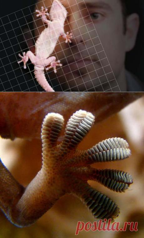 Сверхъестественные способности у гекконов | НАУКА И ЖИЗНЬ