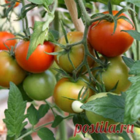 На даче в августе Вот и наступил последний летний месяц -август. Хорошо на даче в августе. Обычно жаркие дни июля постепенно переходят в более мягкие в августе. День становится короче, а ночь длиннее и прохладнее. Но в этом году лето запоздало и жаркие летние деньки выдались только в августе. Наконец пришло долгожданное летнее тепло. Август называют — хлебосол.