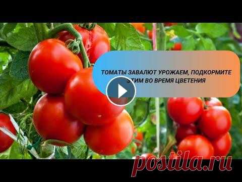 ТОМАТЫ ЗАВАЛЮТ УРОЖАЕМ, ПОДКОРМИТЕ ЭТИМ ВО ВРЕМЯ ЦВЕТЕНИЯ   #огород   #сад   #удобрение #томаты #огород #сад #удобрениеЦветение томатов – один из важнейших фаз развития куста, и от него будет зависеть, насколько хороший урожай вам удастся с...