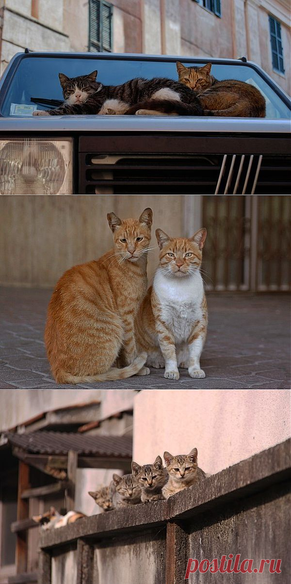 Города котиков