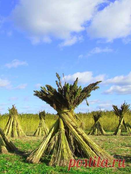 Выращивать коноплю МОЖНО!. Россия и общество. Статьи www.ecosever.ru