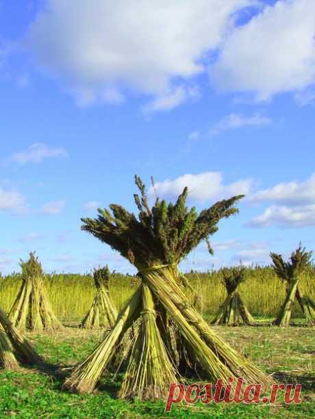 Выращивать коноплю МОЖНО!. Россия и общество. Статьи www.ecosever.ru