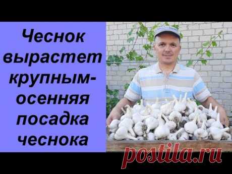 Чеснок, посаженый ЭТИМ способом, ОЧЕНЬ удивит вас урожаем!