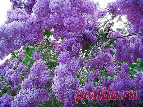 (41) Одноклассники