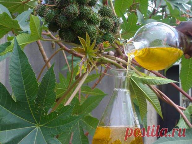 Касторовое масло для лица - омолаживающий пластырь