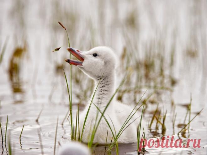 Птенец лебедя, Япония