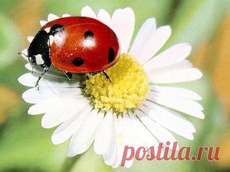 БОЖЬЯ КОРОВКА В СЛАВЯНСКОЙ МИФОЛОГИИ И МИФОЛОГИИ НАРОДОВ МИРА | Самоцветик