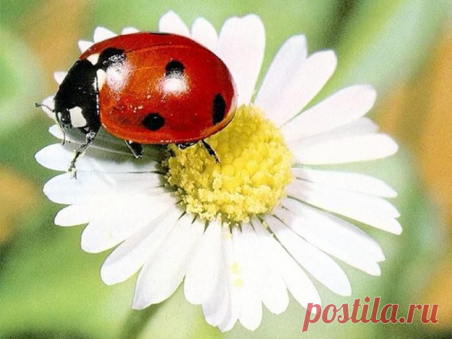 БОЖЬЯ КОРОВКА В СЛАВЯНСКОЙ МИФОЛОГИИ И МИФОЛОГИИ НАРОДОВ МИРА | Самоцветик