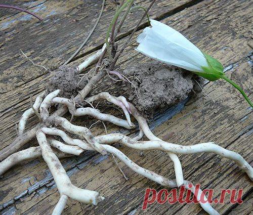 Незваный гость. Как справиться с сорняком полевым вьюнком