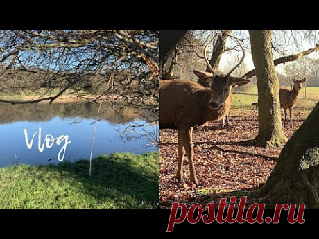 England vlog | Моя загородная английская жизнь