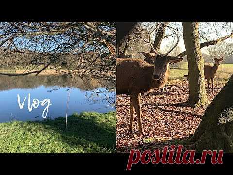 England vlog | Моя загородная английская жизнь