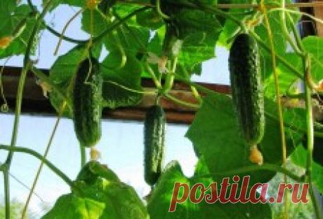 Огород – Комнатные растения и цветы – Flowertimes.ru