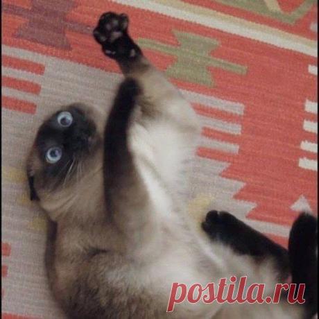 Приключения котов под валерьянкой :) | Пропорции счастья