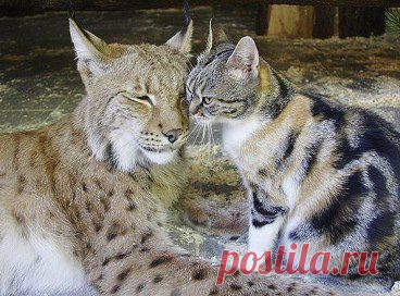 ۩† Пристань Веры и Надежды †۩ – Людмила Сардак добавила 2 фотографии в альбом Двоим лучше, нежели одному! Добавляя...