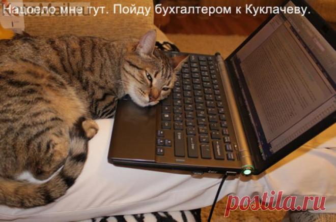 Пойду к Куклачёву.