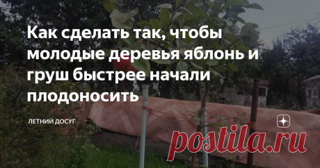 Как сделать так, чтобы молодые деревья яблонь и груш быстрее начали плодоносить Бывает так: вы посадили саженец яблони или груши и вот он, кажется, хорошо прижился, весной зацвел. Но прошел год, два, три, четыре года, а саженец только цветет, но не плодоносит. Понятное дело, требовать от двухлетки плодоношения, - это задача рискованная, хотя агрономы говорят, что это возможно. Но вот если саженцы не цветут и не дают хотя бы маленький урожай через 2 или 3 года, можно