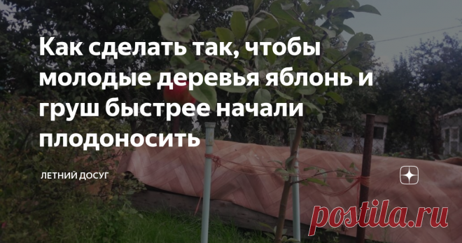 Как сделать так, чтобы молодые деревья яблонь и груш быстрее начали плодоносить Бывает так: вы посадили саженец яблони или груши и вот он, кажется, хорошо прижился, весной зацвел. Но прошел год, два, три, четыре года, а саженец только цветет, но не плодоносит. Понятное дело, требовать от двухлетки плодоношения, - это задача рискованная, хотя агрономы говорят, что это возможно. Но вот если саженцы не цветут и не дают хотя бы маленький урожай через 2 или 3 года, можно