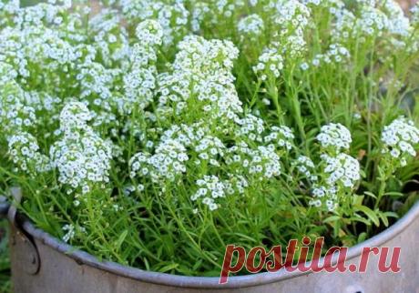 10 однолетников, которые стоит посеять в апреле