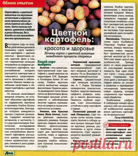 Цветной картофель