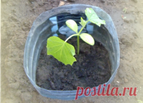ИНТЕРЕСНЫЙ СПОСОБ ПОСАДКИ ОГУРЦОВ