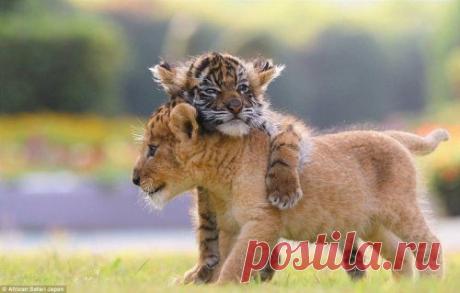 Неразлучные друзья