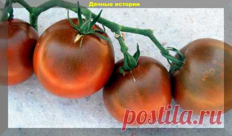 Что следует учесть при выборе сортов томатов. Важная памятка дачнику | 6 соток