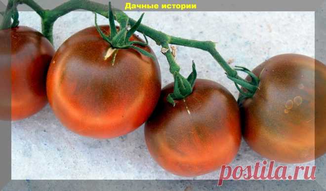 Что следует учесть при выборе сортов томатов. Важная памятка дачнику | 6 соток
