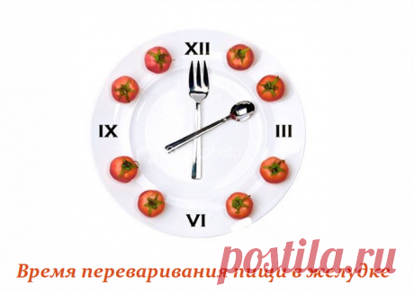 Время переваривания пищи в желудке - важно для похудения