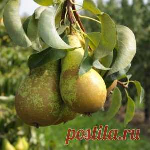 Самые вкусные сорта груши по отзывам садоводов