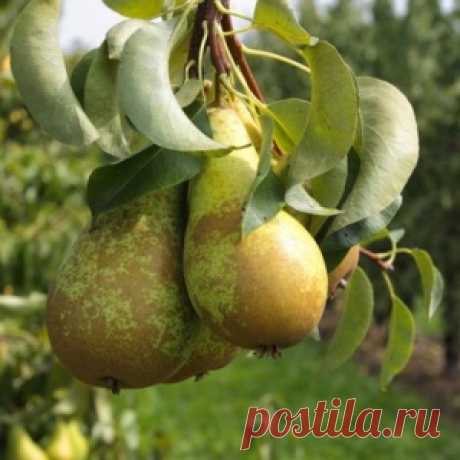 Самые вкусные сорта груши по отзывам садоводов