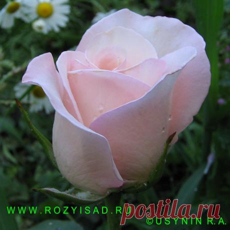 Розы и Сад. Чайно-гибридная роза Анна (Anna) , справочник розы от Усынин Р.А.