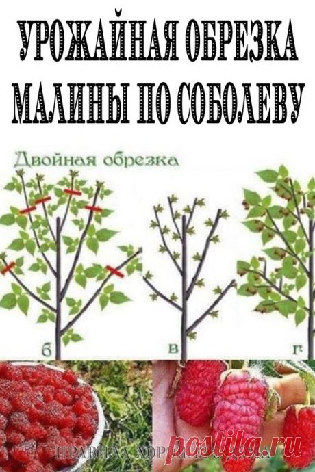 Урожайная обрезка малины по Соболеву