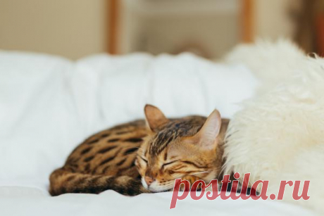 Как оставить кота или кошку на несколько дней?
Коты славятся своей нетерпимостью к заветренной еде и не вычищенному туалету. Но их хозяевам тоже надо как-то отдыхать. При этом не всегда есть возможность оставить ключи кому-то знакомому или взять кота с собой. Как правило, аккуратнее всего (с наименьшими последствиями для хозяев) переживают проблемы туалета и еды породистые животные. Среди кошатников известен случай, когда британца […]
Читай дальше на сайте. Жми подробнее ➡