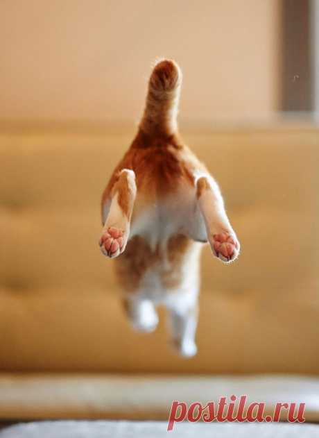 Летающие ниндзя-коты