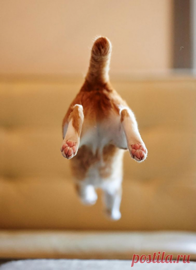 Летающие ниндзя-коты