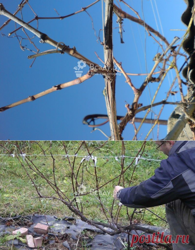 Обрезка винограда весной, тонкости ухода и правила весенней обрезки
Виноград, как и все плодовые растения, нуждается в регулярном уходе. Особенно тщательно следует проводить процесс обрезки. О всех тонкостях и правилах весенней стрижки поговорим в нашей рубрике.