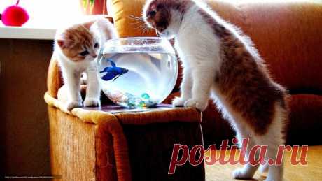 МИР УДИВИТЕЛЬНЫХ КОШЕК