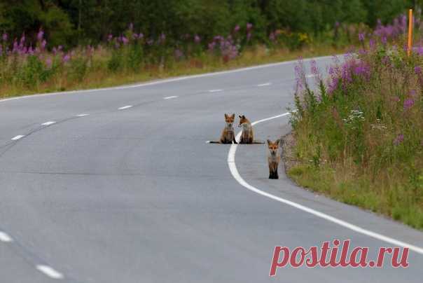 Провожающие на дороге Умба-Варзуга. Снимала Leksa Kolomiets: nat-geo.ru/community/user/173872/ Кадр участвует в спецноминации «Дороги России» в рамках нашего главного фотоконкурса «Дикая природа России 2021». Подать свою работу на конкурс можно тут – тыц на ссылку: bit.ly/DPR2021_contest (и поторопитесь, осталось всего два дня на подачу работ!)