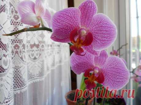 Мечтаете об орхидее?