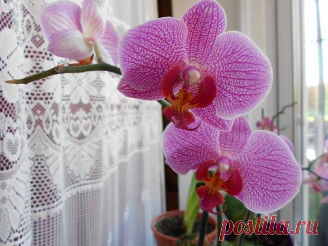 Мечтаете об орхидее?